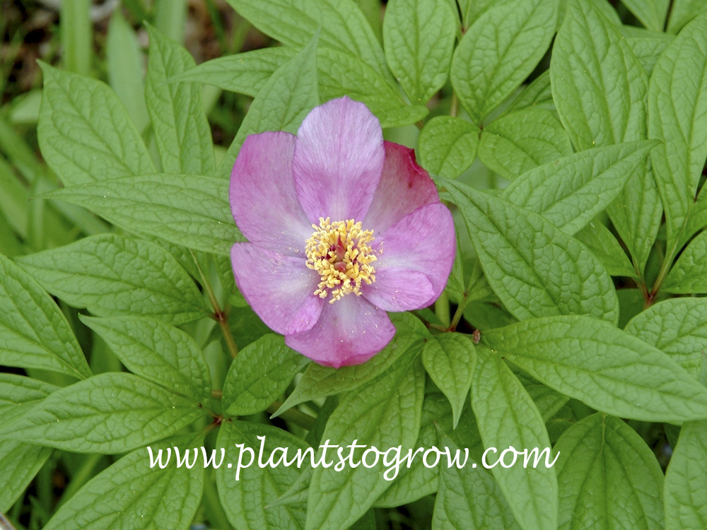 Japanese Forest Peony (Paeonia obovata) Comes in pink and white.